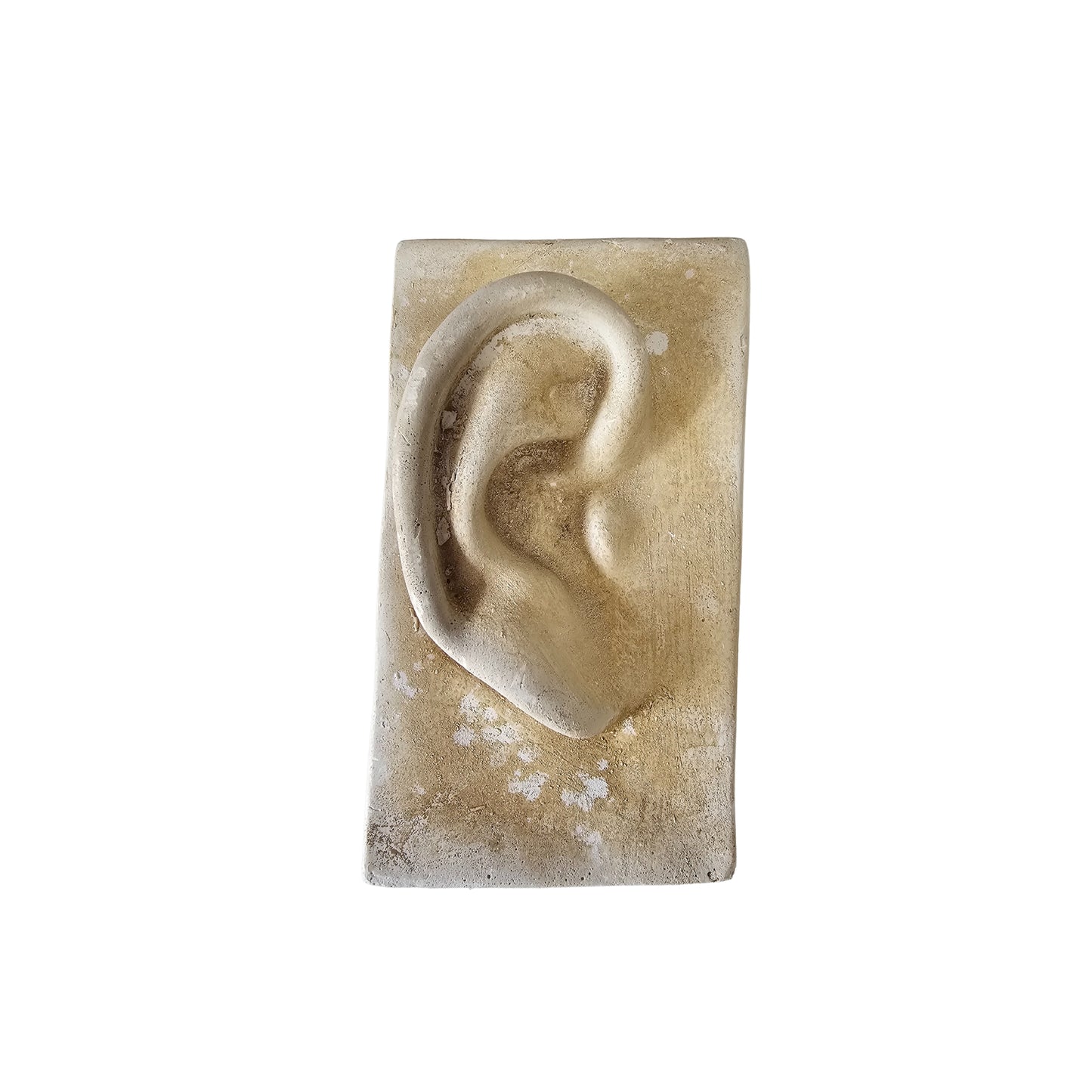 Michelangelo's inspired famous "David's Ear" classic roman