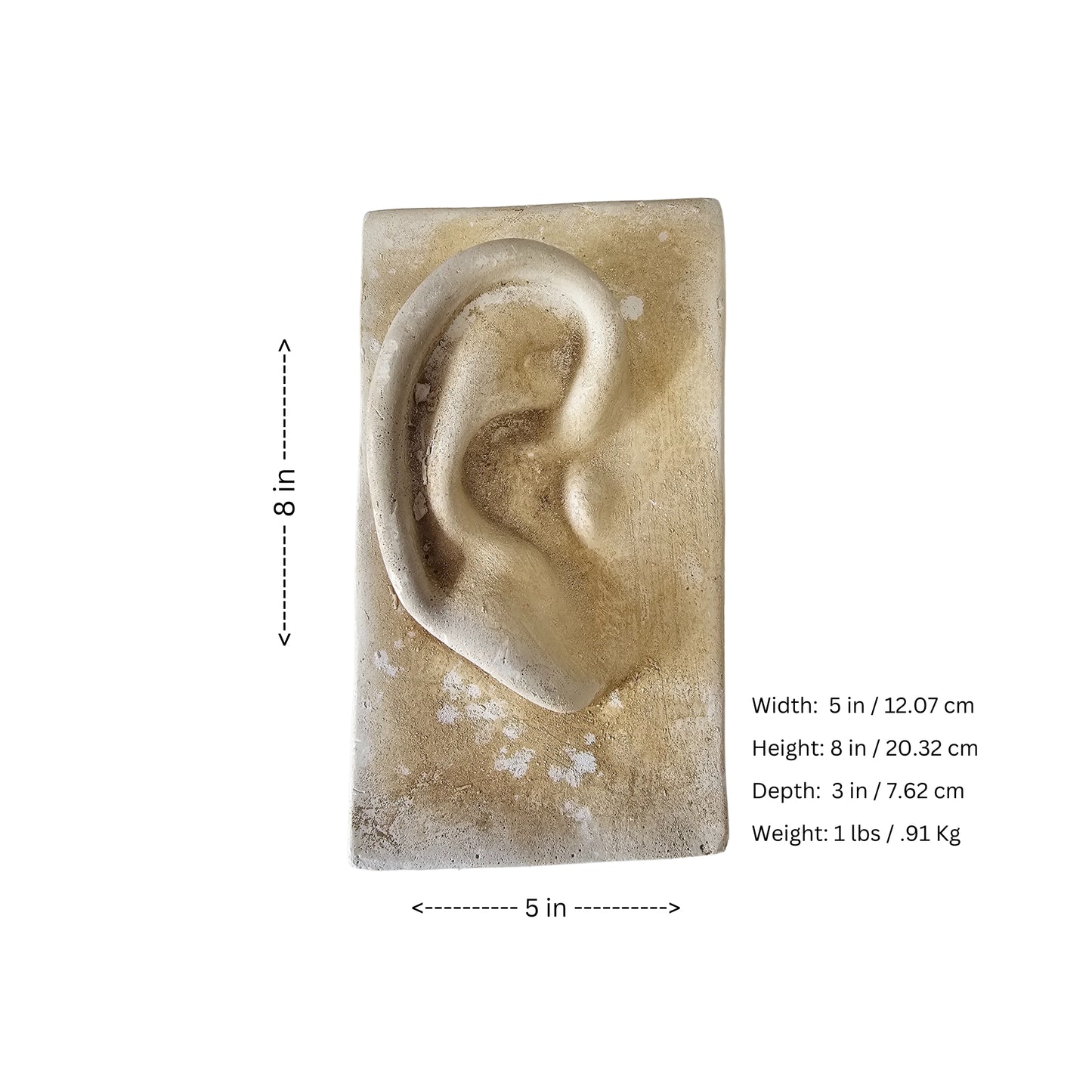 Michelangelo's inspired famous "David's Ear" classic roman