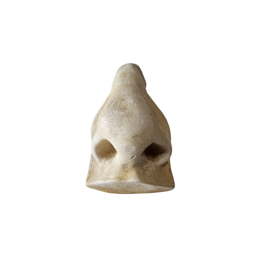 Take Michelangelo's inspired classic Roman style and add a touch of modern refinement to your home decor with our Famous David's Nose sculpture. This timeless masterpiece is sure to be a conversation starter and is the perfect addition to any art lover's collection. Who knows what other treasures you'll find when you bring this nose sculpture into your home. (Just kidding, we don't have any more famous noses...but we do have amazing sculptures!
 